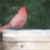 Cardinal