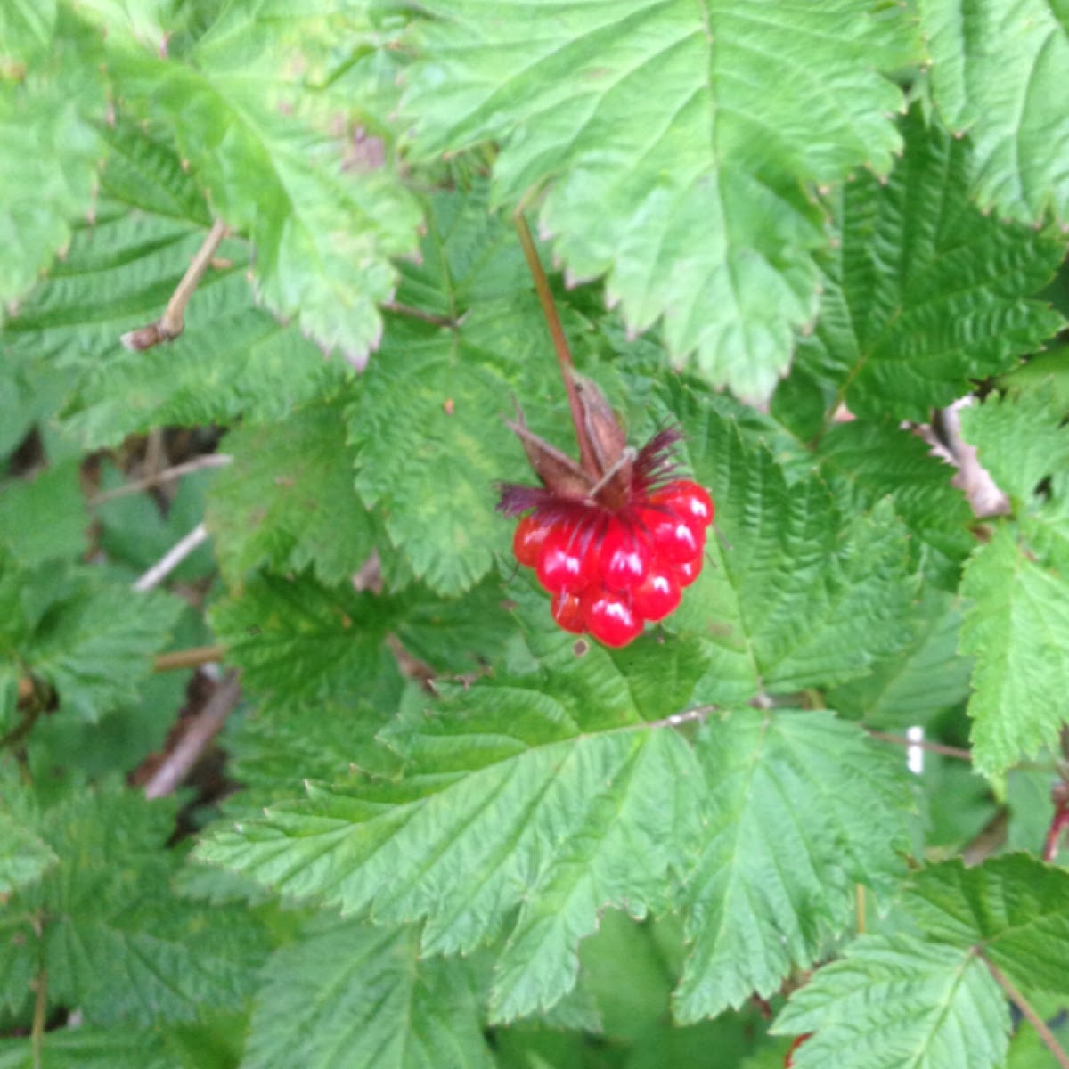 Salmonberry