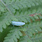 leafhopper