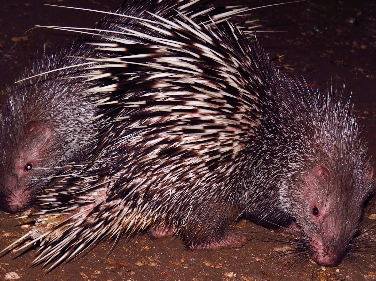 Sunda Porcupine