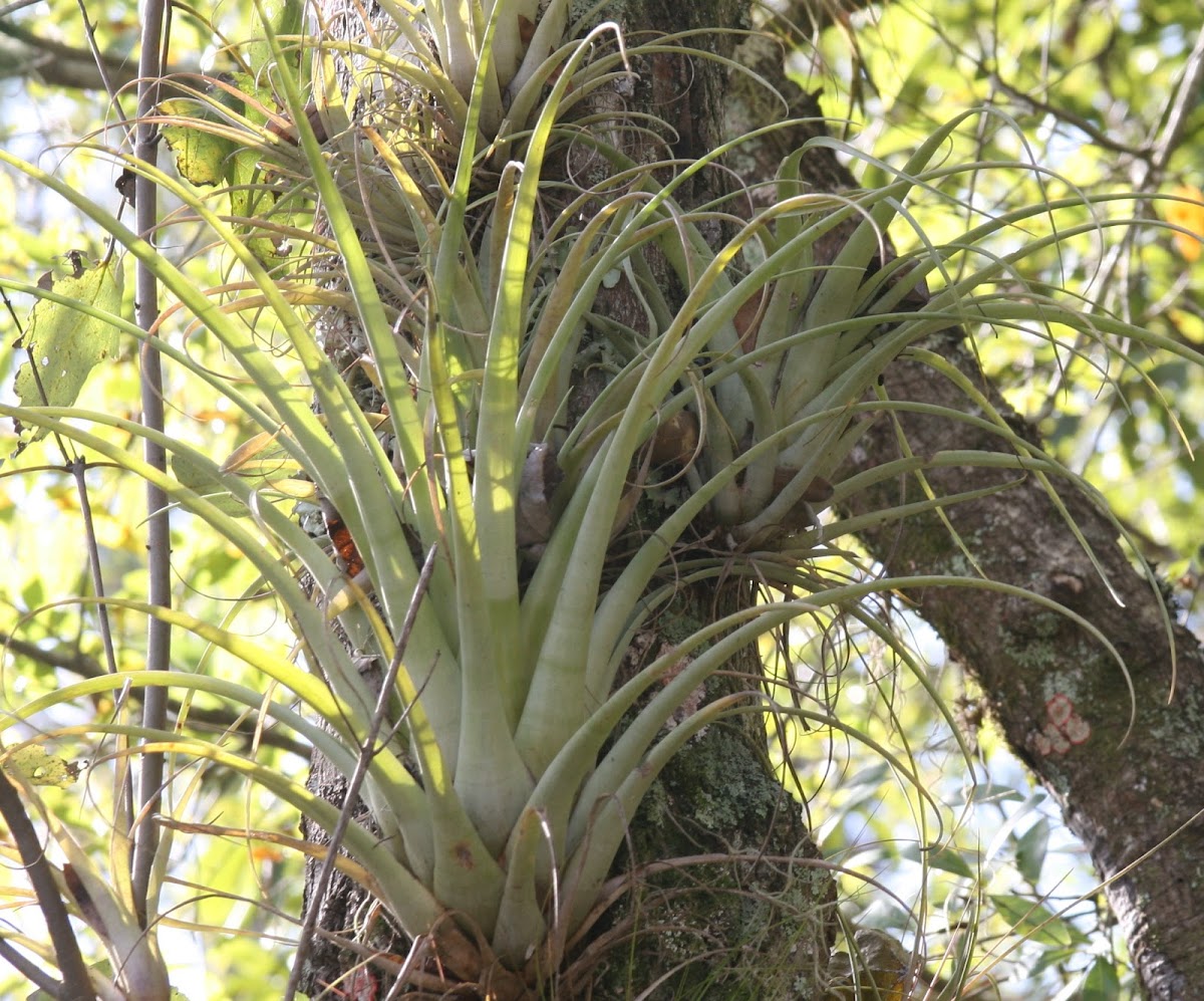 Giant Airplant