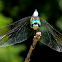 blue dasher (male)