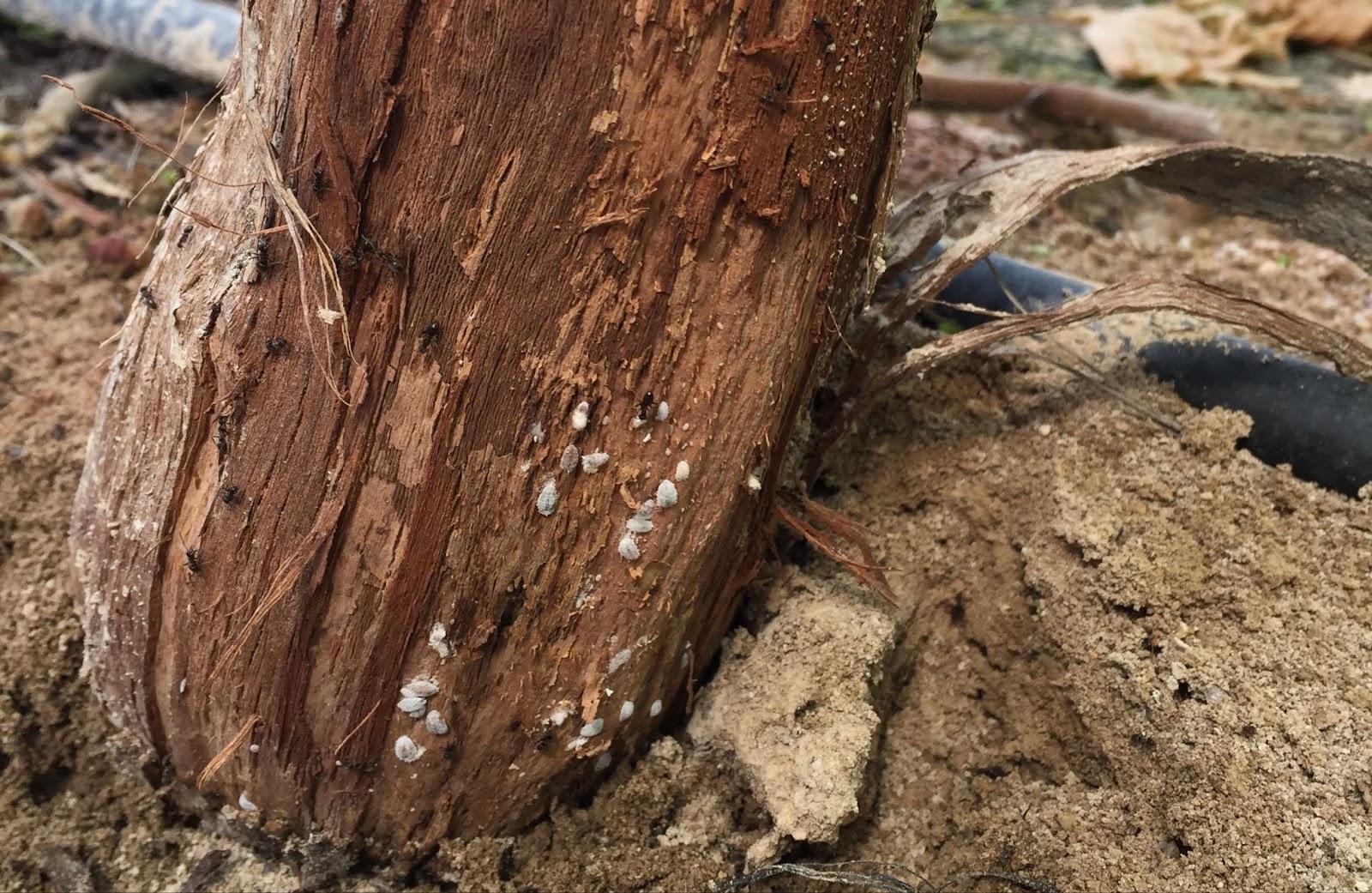 Identifying Vine Mealybug in California Vineyards