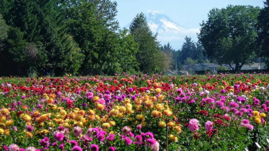 Swan Island Dahlias