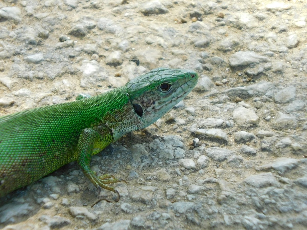 Green Lizard