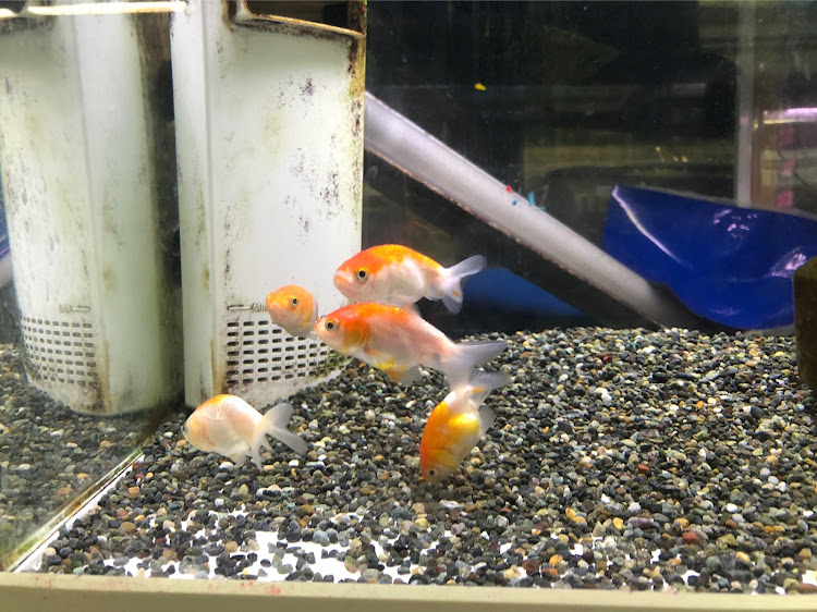 7シリーズの箱根峠・箱根ドライブ・箱根神社に関するカスタム事例の投稿画像7枚目