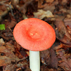 Russula Mushroom