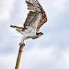 Osprey