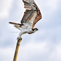 Osprey