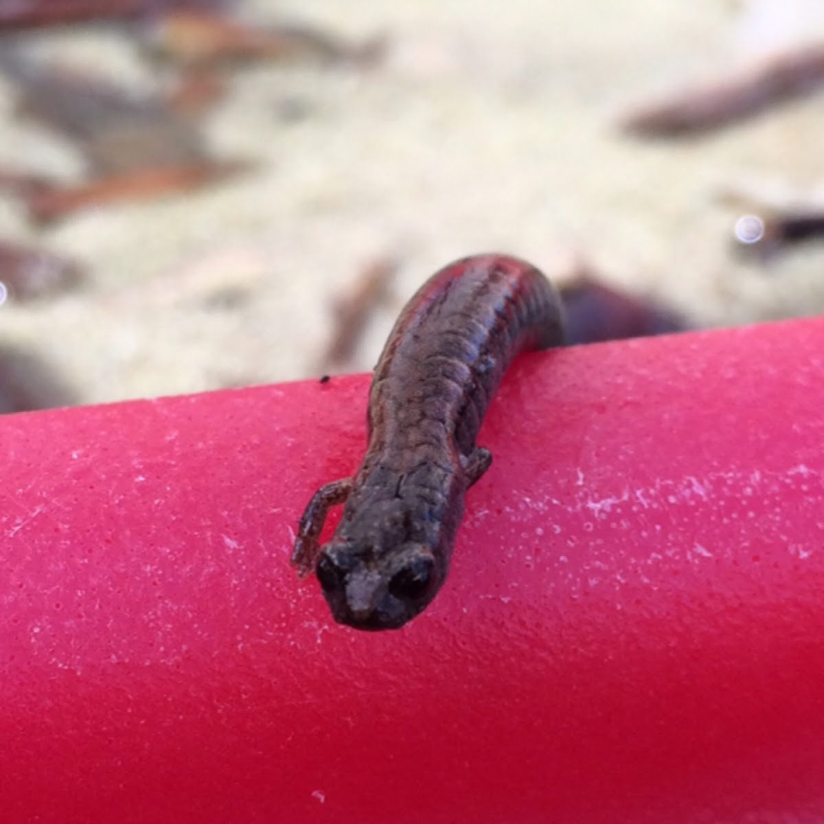 Slender Salamander