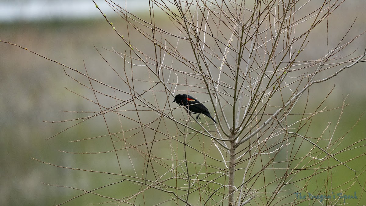 Red-winged Blackbird