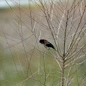 Red-winged Blackbird