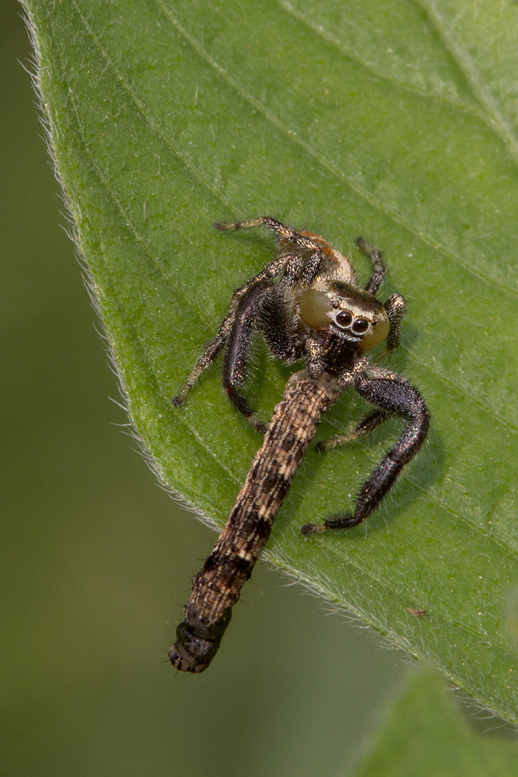 Jumping Spider