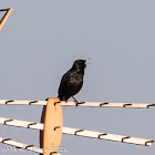 Spotless Starling; Estornino Negro