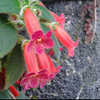 Kohleria