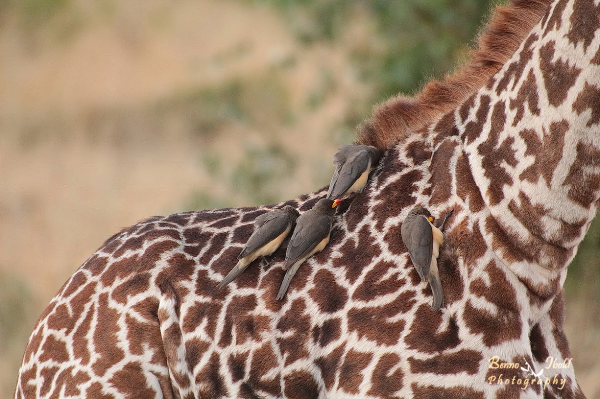 Yellow-billed oxpecker