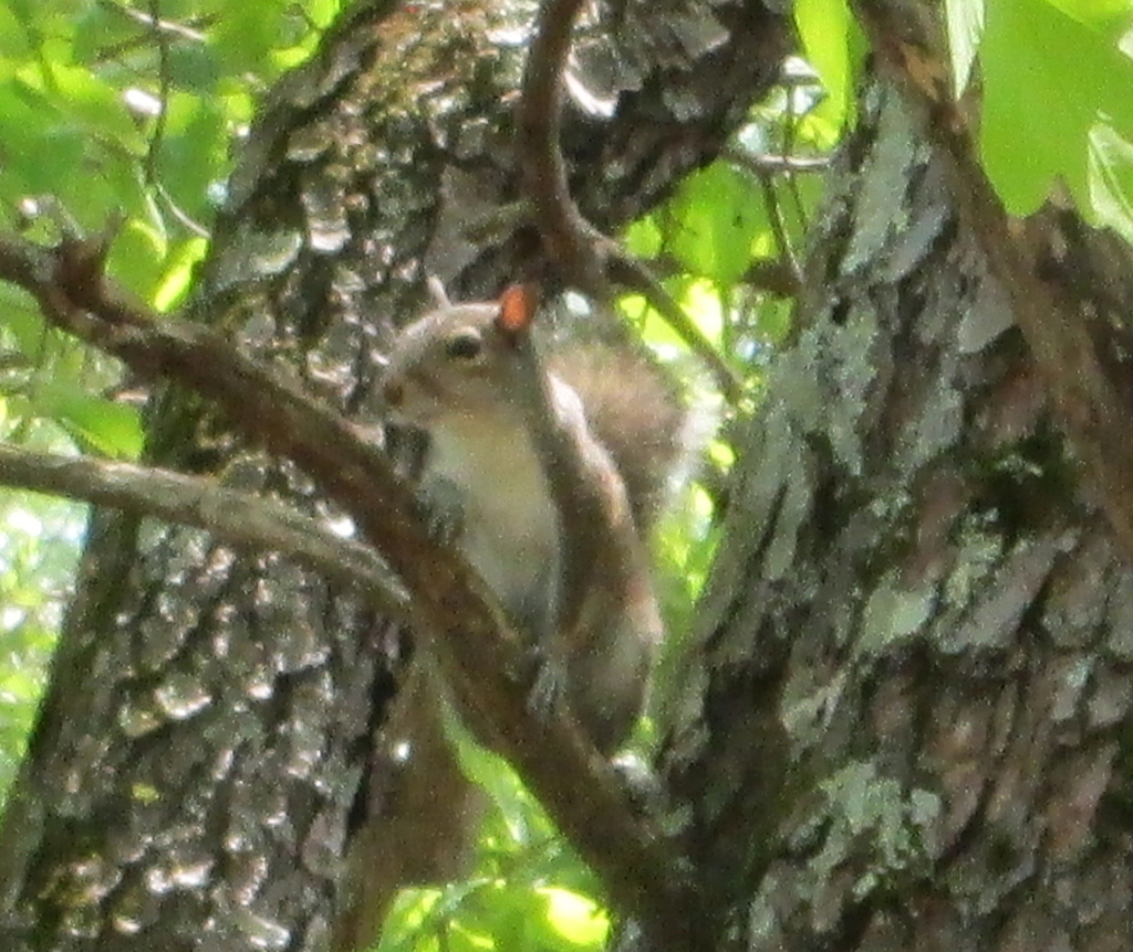 Eastern Gray Squirrel