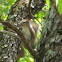 Eastern Gray Squirrel