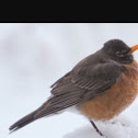 American Robin