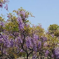 紫藤咖啡園(水源園區)