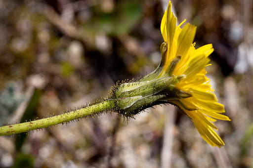 Aetheorhiza bulbosa