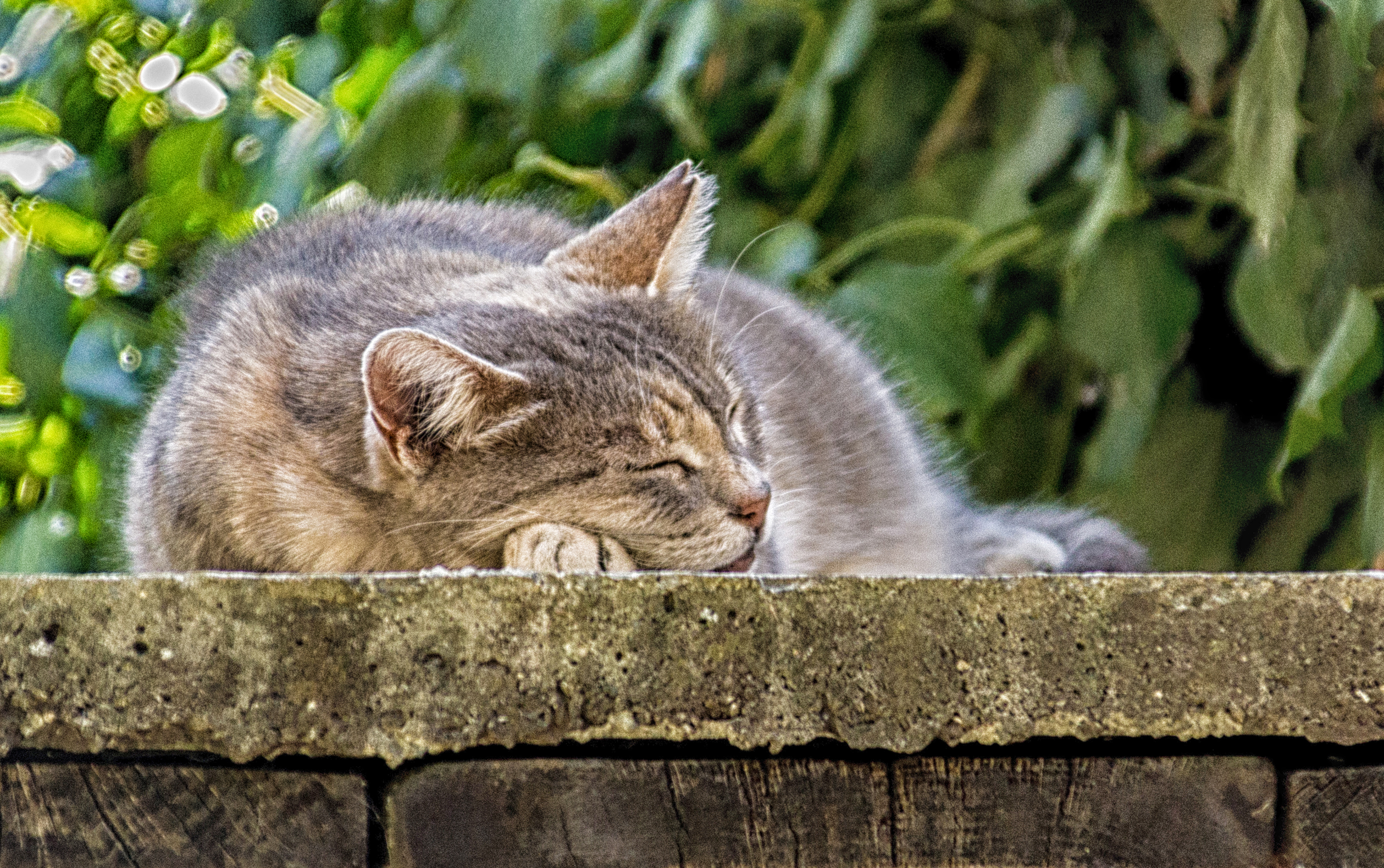 Chi dorme... non piglia topi... di marco Spinelli