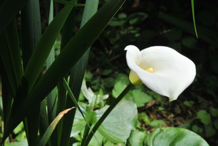 Calla di albi67