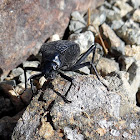 Pitted Beetle