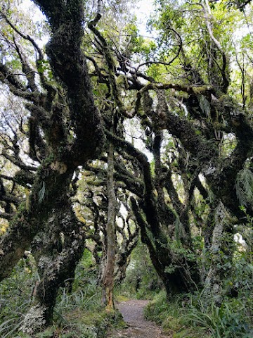 Dawson Falls Visitor Center Goblin Forest