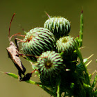 Leaf-footed Bug