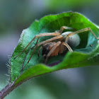 Yellow sac spoder