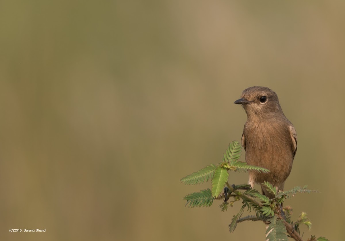 Siberian Stonechat (female)