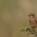 Siberian Stonechat (female)