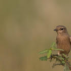 Siberian Stonechat (female)