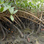 Red Mangrove