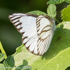 Striped Albatross