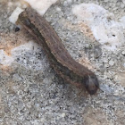 Black Cutworm