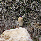 Northern wheatear