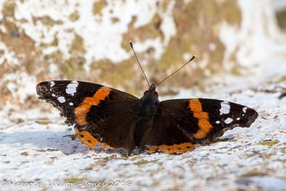 Red Admiral;