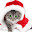 Christmas Cats New Tab, Wallpapers HD