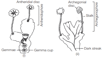 Solution Image