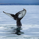 Yubarta (Humpback whale)