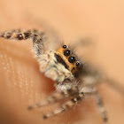 Jumping Spider