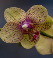 Orchid