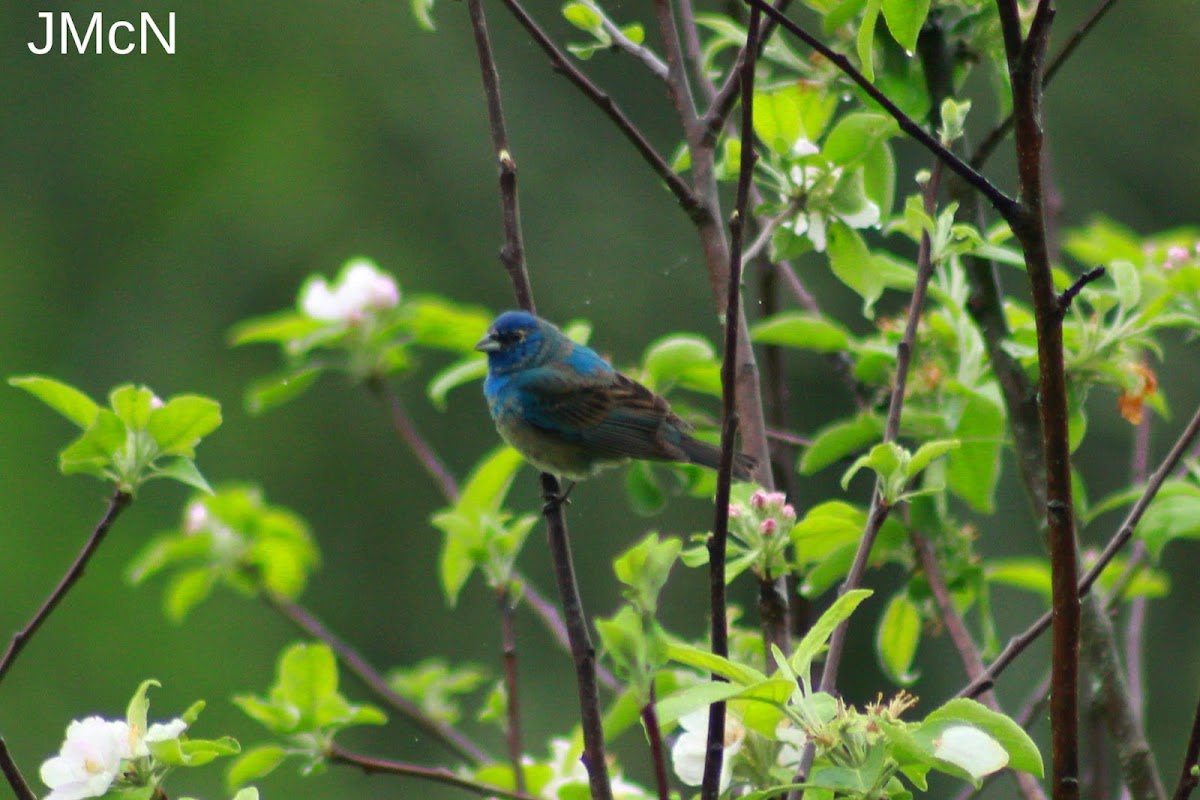 Indigo Bunting