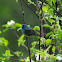 Indigo Bunting