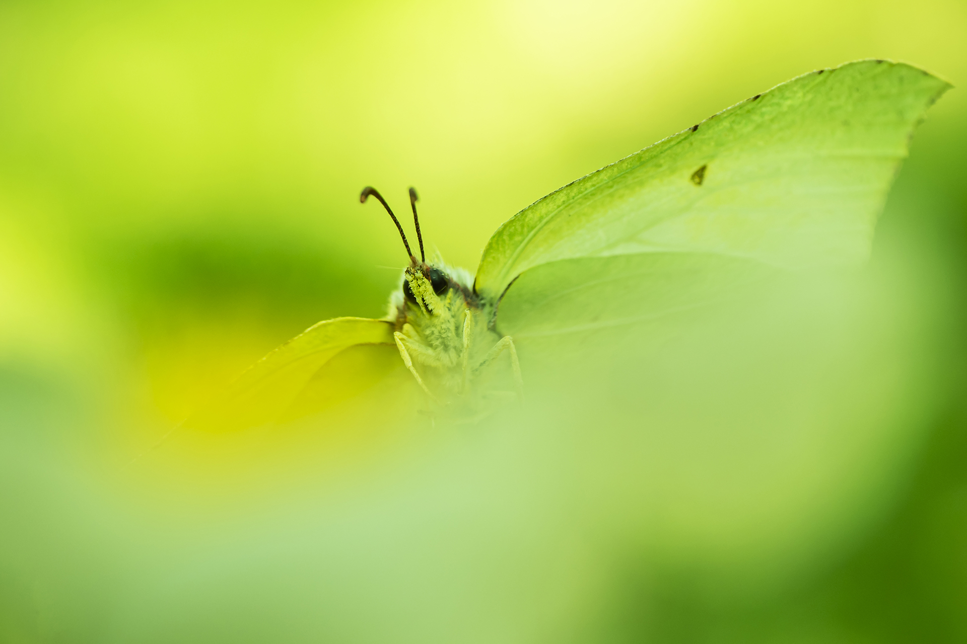 behind the flower di fabio_sartori