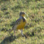 Western Meadowlark