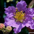 giant crape-myrtle