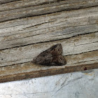 Tufted Apple Bud Moth